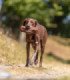 Preydummy, entrenamiento y diversión para tu perro