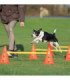 Obstáculos flexibles para perros de todos tamaños