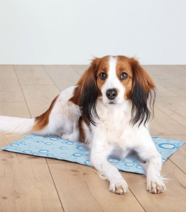 Alfombrilla refrescante para el bienestar animal