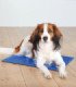 Alfombrilla refrescante para animales