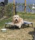 Tumbona camping para perros en color resistente
