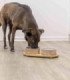 Set de comederos en cerámica y bambú para mascotas