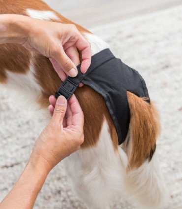 Braguitas Protectoras