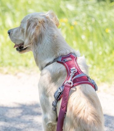 Premium Arnés Active