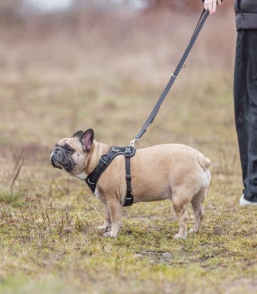 Premium FlexMesh Arnes Sangria