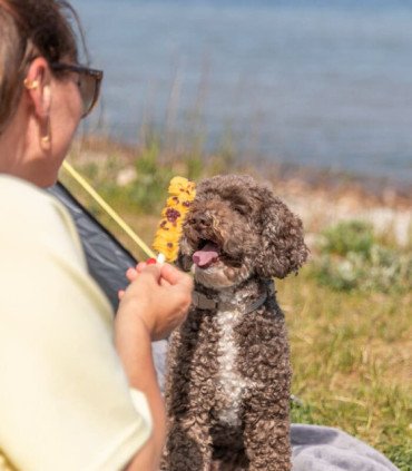 Lolly con pollo y zanahoria