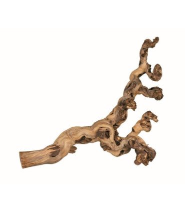 6 troncos chorrados de arena - XL: 50-80 cm