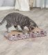 Tabla de cartón rosa con bolas para gatos