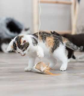 Varita para jugar con ratón y elementos en yute