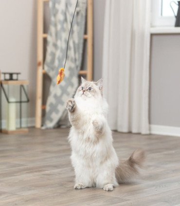 Varita de juego con pez y catnip para mascotas