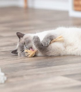 Palo de Matatabi y Borlas