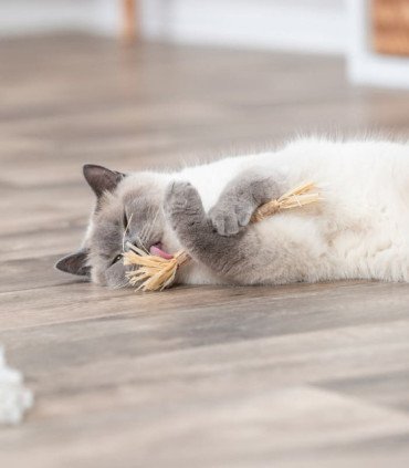 Palo de Matatabi y Borlas