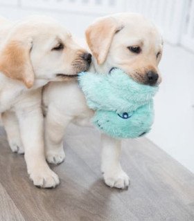 Junior Juguete colgante