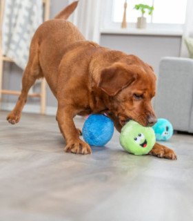 Pelota ecológica de felpa con sonido