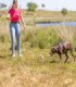 Varilla con señuelo para entrenamiento canino