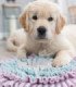 Alfombra para olfatear y alimentar a tu mascota