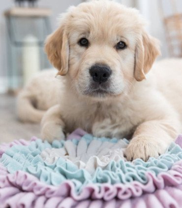 Alfombra para olfatear y alimentar a tu mascota