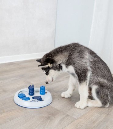 Flip Board Nivel 2 para entrenamiento canino