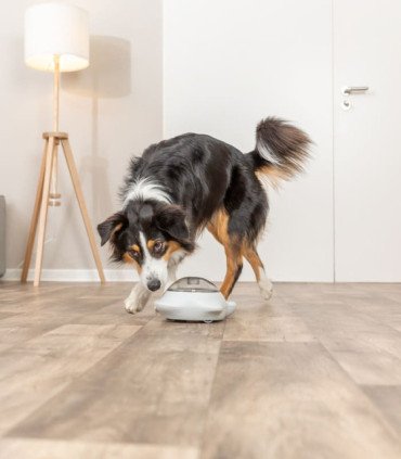 Juguete mecánico para premiar a tu perro