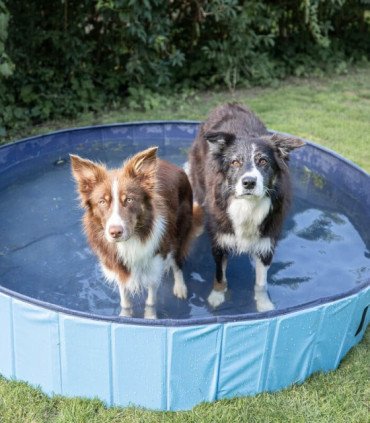 Piscina plegable para perros en verano