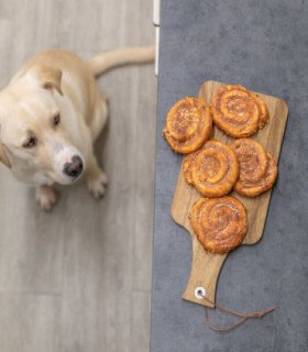 Denta Fun Bollo Masticable