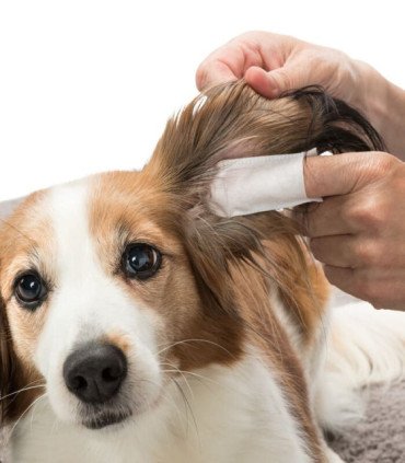 Ear Care Orejas Limpias