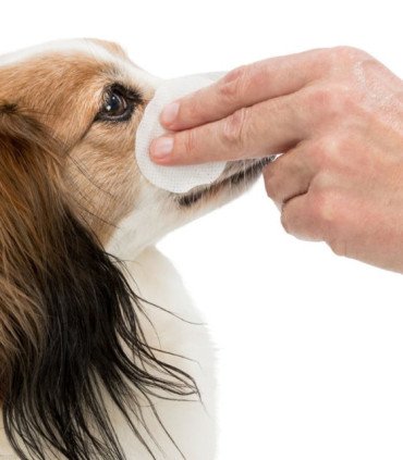 Eye Care Ojos Limpios