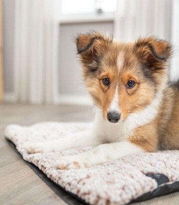 Colchoneta cálida y antideslizante para mascotas