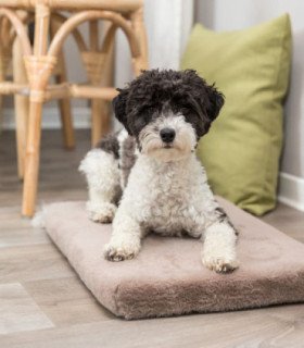 Colchón Vital Lonni