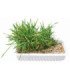 Semilla de cebada para cultivar hierba gatera