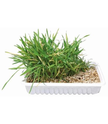 Semilla de cebada para cultivar hierba gatera