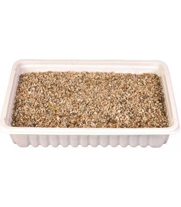 Semilla de cebada para cultivar hierba gatera