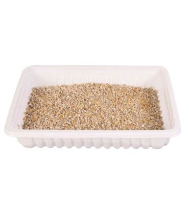 Semilla de hierba para gatos