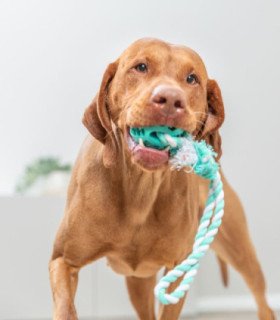 Cuerda de Juego con Pelota