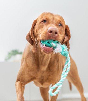 Cuerda de juego con pelota de caucho natural