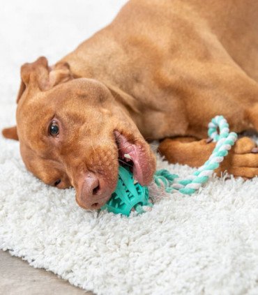 Cuerda de juego con pelota de caucho natural