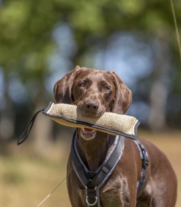 Mordedor Entrenamiento
