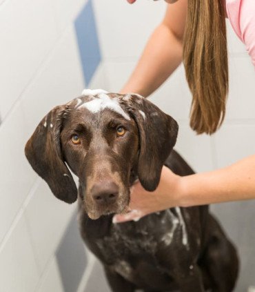 Champú Colores Claros