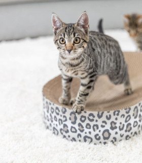 Cama rascado Leo gris con catnip para gatos