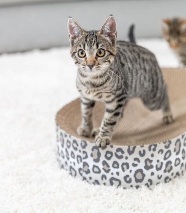 Cama rascado Leo gris con catnip para gatos
