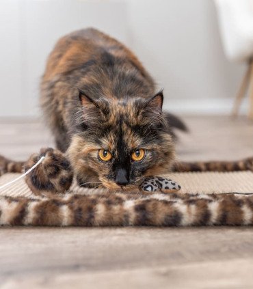 Alfombrilla Rascadora Leo