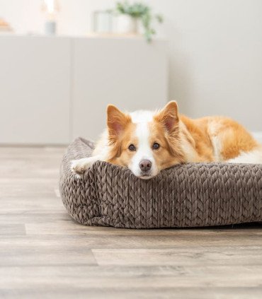 Cama Livia de terciopelo con cojín y funda extraíble