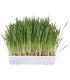 Semilla de cebada para cultivar hierba gatera
