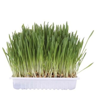 Semilla de cebada para cultivar hierba gatera
