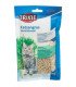 Semilla de cebada para cultivar hierba gatera