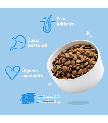 Adulto Salmón fresco