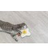 Huevo frito XXL, crujiente y ideal para gatos grandes
