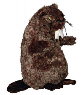 Castor con sonido real