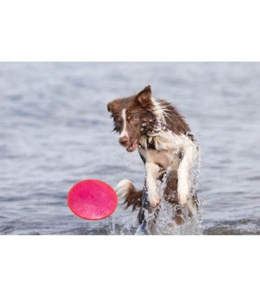 Frisbee durable para perros y agua