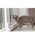 Correa para gatos ajustable, comodidad y seguridad